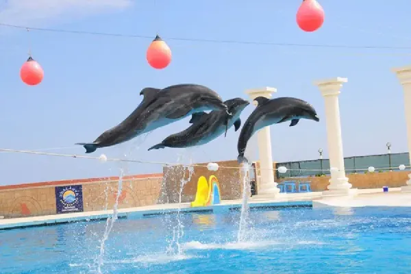 upload-turlar-15-thumbs-alanya-dolphin-sea-lion-show-swimming-with-dolphin_1739543051-8182webp